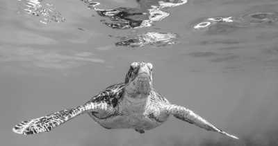 Mexico - Punta Herrero - New Year's Eve in Yucatan 🐳🌅 - Tulum, Mexico Off the beaten Path with a Local: Diving 🐙, Beach🌴 Fiesta & More!"