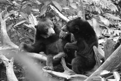 Malaysia - Sepilok - Discover Sabah Borneo: Immerse in Culture, Wildlife, and Nature in Malaysia - 2