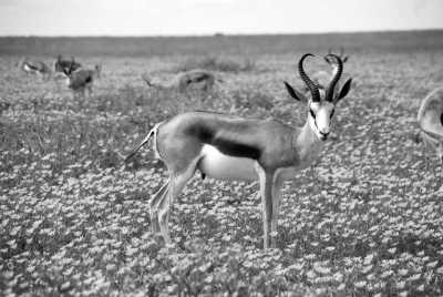 Namibia - Etosha National Park - Roadtrip Namibia - Auf der Suche nach den Big 5 Namibias - 1