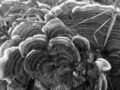 Canada - UBC Farm - Indigenous Learning in Western Canada - 9