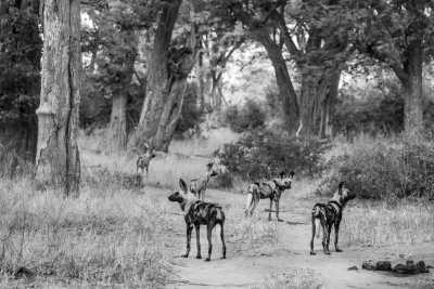 Subsahara-Afrika - Moremi Game Reserve - Botswana Safari Experience: 4x4 Safari Trip in Botswana’s Majestic Parks - 3