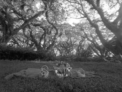 Indonesia - De Djawatan Forest - Travel to Banyuwangi, Indonesia with a Local - 4