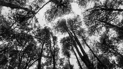 India - Kodaikanal Hill Station - Ancient South India: Experience the Exotic Ancient Temples and Enticing Hills of Tamilnadu - 8