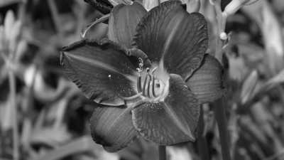 Germany - Palm Gardens - Exploring German Delights: Frankfurt, Heidelberg, and Düsseldorf - Uncover History, Culture, and Adventure!