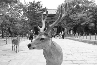 Japan - Nara - 🇯🇵Japan Trip To The Future :Food, Culture, Snow & Wildlife - 3