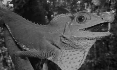 Sri Lanka - Sinharaja Rain forest, Waddagala, Kalawana - Escape to Sri Lanka - Ayurveda Spa Retreat, Yoga & Meditation - 2