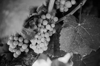 Spain - Alella - Barcelona perfect plan: beach, city, wineyards and more! - 4