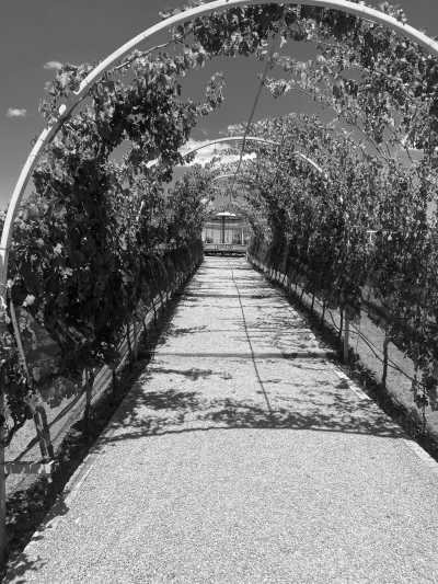 Mexico - Tequisquiapan - A Gastronomic  Journey Through the State of Queretaro in Central Mexico - 14