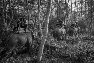Nepal - Chitwan National Park - Jungle Trip in Nepal - Jungle Safari, Elephants, Rhinos, and More | Wildlife Trip - 5