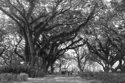 Indonesia - De Djawatan Forest - Travel to Banyuwangi, Indonesia with a Local - 1