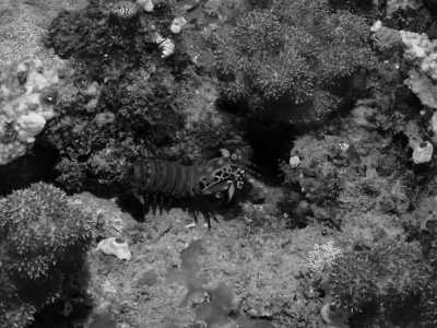 Subsahara-Afrika - Morrungulo - Echoes of the Wild: A Journey from Kruger's Big Five to Mozambique's Whale Wonders - 3