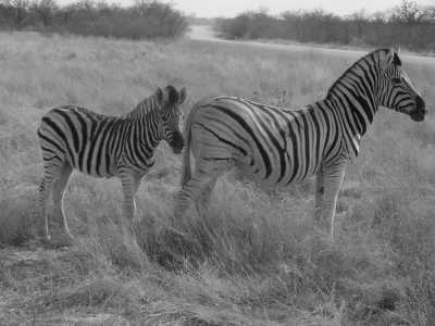 Sub-Saharan Africa - Namutoni Camp (Camping Area) - Namibia, Botswana, and Zimbabwe Safari trough Africa