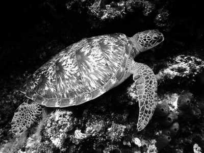 Indonesia - Gili Islands - Bali & Lombok Beach and Sealife : Surf, Snorkel & Yoga - 2