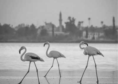 Cyprus - Larnaca - Explore Cyprus with an insider: Tours, Beach, Wellness and a taste of Movida! - 1