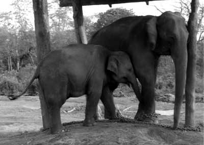 Nepal - Chitwan National Park - Explore Nepal: Experience the Magic of the Himalayas