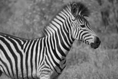 South Africa - Mountain Zebra National Park - Südafrika: das Kap, der Wein, die große und kleine Karoo, Gardenroute, garantierte Durchführung - 2
