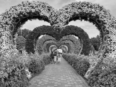 United Arab Emirates - Dubai Miracle Garden - Dubai Diaries: Discovering the City of Gold - 3