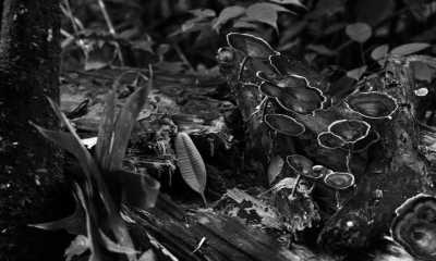 Sri Lanka - Sinharaja Rain forest, Waddagala, Kalawana - Escape to Sri Lanka - Ayurveda Spa Retreat, Yoga & Meditation - 5