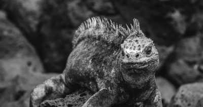 Welt - Galapagos Islands - Weltreise - Afrika, Asien & Amerika - 1