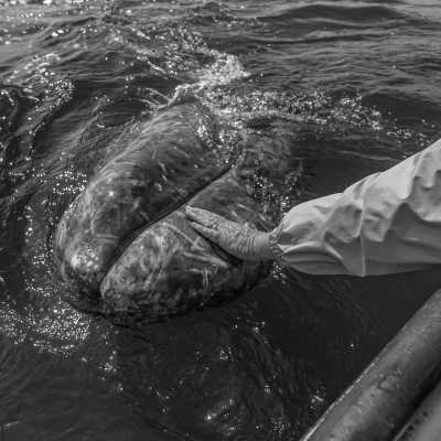 Mexico - Magdalena Bay - Baja California Mexico: 8 Day Whale & Whale Shark Safari + Glamping - 4