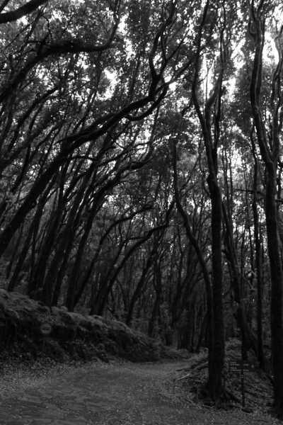 Spain - La Palma - Island-Hopping Canary Style: La Gomera, La Palma, Tenerife - Escape European autumn with us! ☀️ - 4