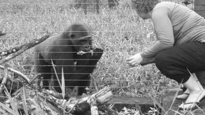 Kamerun - Limbe Wildlife Centre - Discover Cameroon with a local. History, Culture, Food and much more! 🧗 - 2