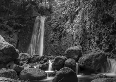 Portugal - Gorreana Tea Plantation - 🌿🦖🌋 Jurassic Park: The Azores Wild Islands! 🍃 Hiking, Canyoning and cooking on volcanic soil! - 4