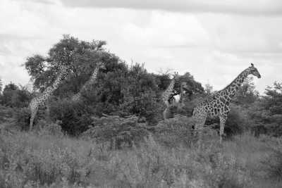 Namibia - Omandumba - Namibia - Eine unvergessliche Reise mit Tierbegegnungen - 2