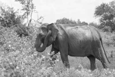 Sri Lanka - Habarana - Lets Explore Amazing Sri Lanka in 12 Days