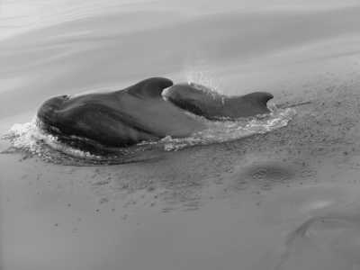 Spain - Eco - Whale Watching, Explore, Hike & Beach: Escape European winter and enjoy the nature of Tenerife through outdoor activities 🌴 🤿 - JoinMyTrip