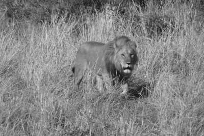 Tanzania - Tarangire-Nationalpark - Discover Tanzania and experience the African safari with a local! - 4