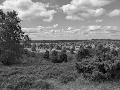 Germany - Schneverdingen - 4-Tage wandern in der Lüneburger Heide - 6
