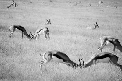 Namibia - Etosha National Park - Roadtrip Namibia - Auf der Suche nach den Big 5 Namibias - 2