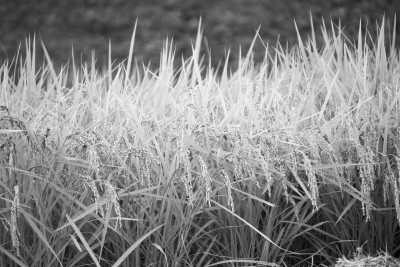 Japan - Wake - Driving Around Okayama, Japan: Enjoy the Autumn Leaves and Farm Stay, Travel Like a Local - 1