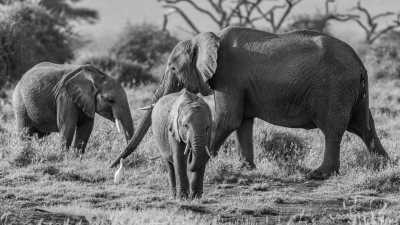 Kenia - Amboseli National Park - Kenya Safari in 7 Days Visit 4 Destinations in Kenya - 5