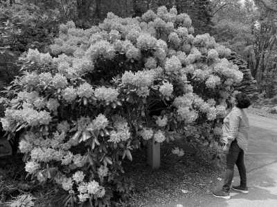 United States - Asheville - USA Road Trip - Spring Rhododendrons in Blue Ridge parkway and Great Smoky Mountains, tunnels and waterfalls! - 2