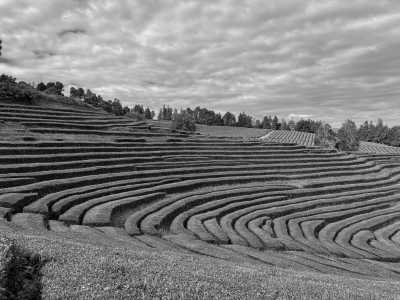 Portugal - Gorreana Tea Factory - Discover Azores: Sao Miguel Island (Hawaii of Europe) with a local - 1