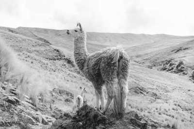 Peru - Cusco - Peru Discovery Adventure: Machu Picchu, Rainbow Mountain, Sea Lions