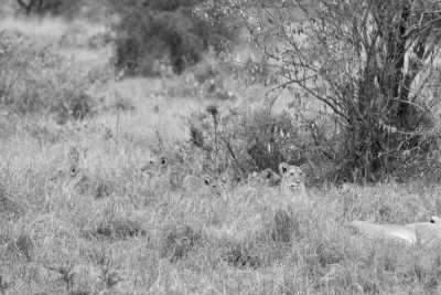 Kenia - Amboseli National Park - Kenyan Wonders Safari: All inclusive Maasai Mara, Lake Nakuru, Amboseli and Nairobi Adventure - 9