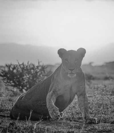 Tanzania - Tarangire National Park - Exploring the Enchanting Masai Land of Tanzania: Uncover its Rich Culture and Wildlife Wonders