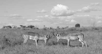 Tanzania - Ngorongoro Crater - Mount Kilimanjaro and Safari. - 1