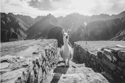 Peru - Historic Sanctuary of Machu Picchu - ⛰️ PERU TREKKING: Andes Mountains Guided Trek to Machu Picchu (8 days) - 4