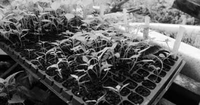 Costa Rica - La Gamba centro - Coworking or Volunteering from/in Costa Rica - 37