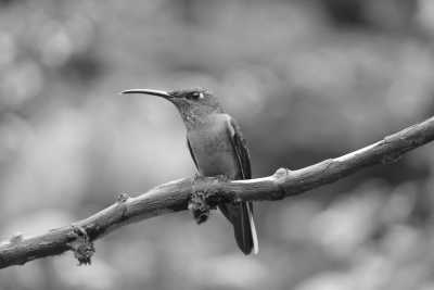 Ecuador - Mariscal Sucre Quito International Airport - A 5-Day Journey to Hidden Gems of Imbabura, Ecuador! - 2