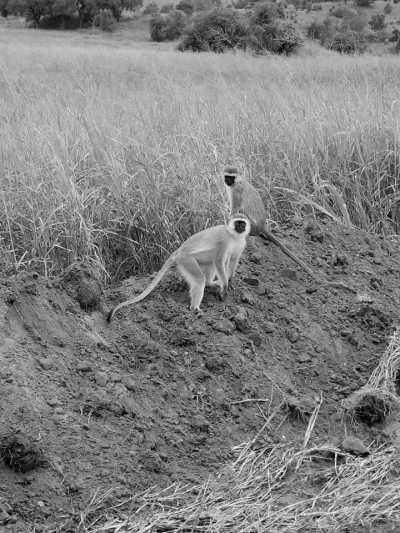 Tanzania - Tarangire National Park - 2 Day Tanzania Safari to Tarangire and Ngorongoro Crater