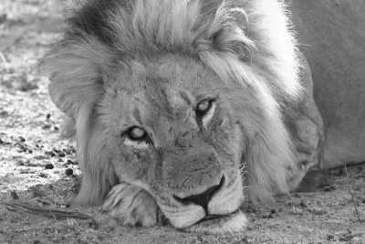 South Africa - Balule Nature Reserve - The Best of South Africa - Safari & Cape Town Adventure