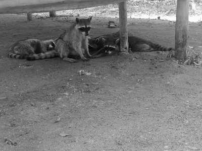 Mexico - Merida - Work while Getting to Know the Beautiful Mérida in Mexico - 3