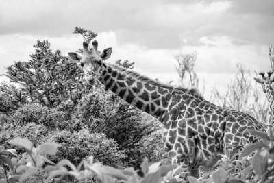 Kenya - Lake Naivasha - Epic Budget Safari: Amboseli, Hell’s Gate, Lake Naivasha, Nairobi National Park - 2