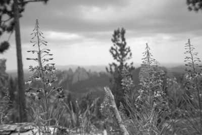 United States - Black Elk Peak - Explore Black Hills, South Dakota: Hiking, Wildlife, History & Scenic Trails! - 3