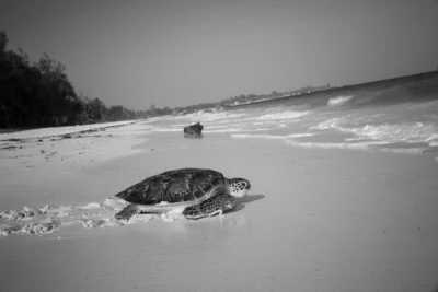 Kenia - Watamu Turtle Watch - Road Trip and Holiday Escapade In Kenya (Mombasa and Watamu) for 10 days - 2
